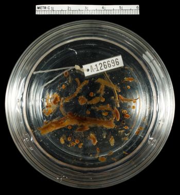 Media type: image;   Herpetology A-126696